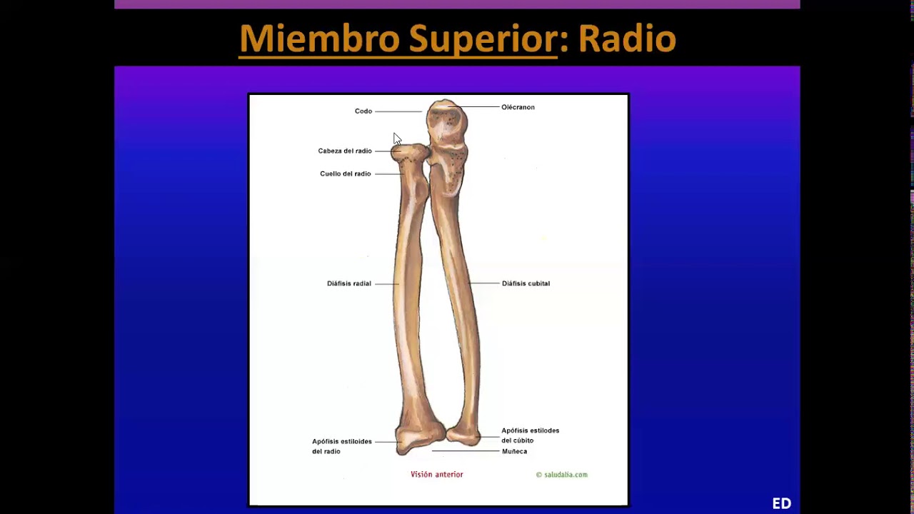Miembro Superior RADIO YouTube