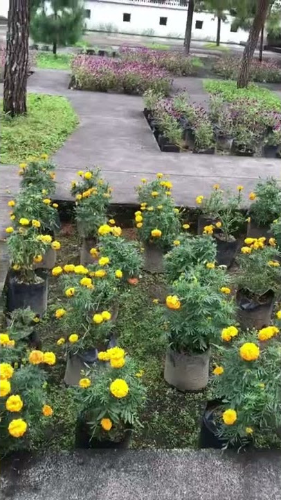 Viral Rumah atsiri tawangmangu - kalo kamu suka sama fragrance kamu harus kesini❤️❤️
