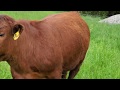 Greg shows 2 grass finished steers on perennial pastures.