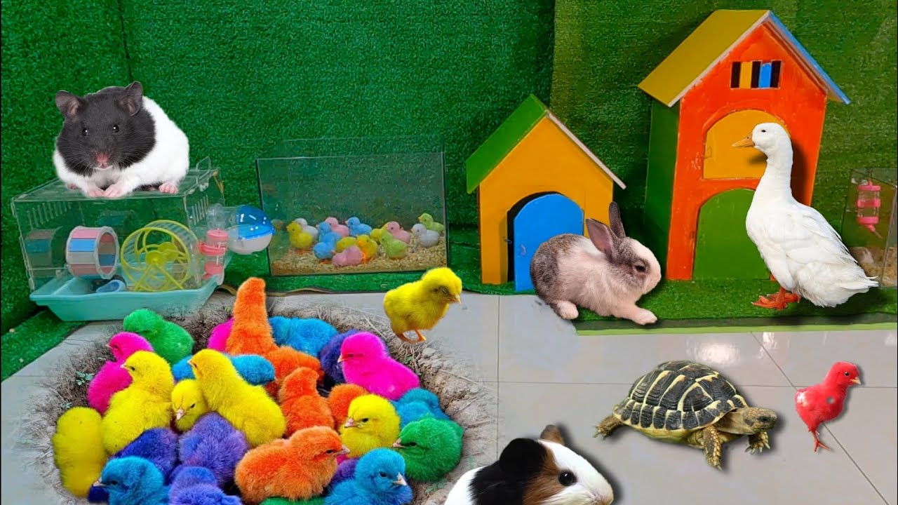 Bắt Cá Cảnh Dễ Thương, Gà Dễ Thương, Gà Cầu Vồng, Cá Betta, Thỏ, Chuột ...