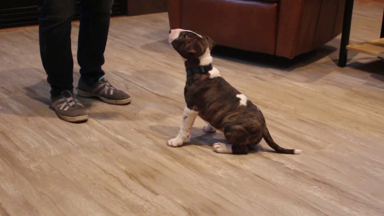 Baggins - hold sit to get treat 