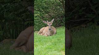 3‑Year‑Old Buck Rests by the Pond as Young One Approaches