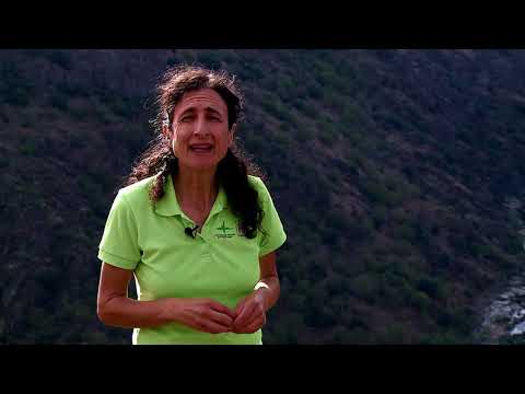 Video: Río Pinega: foto, afluentes, longitud