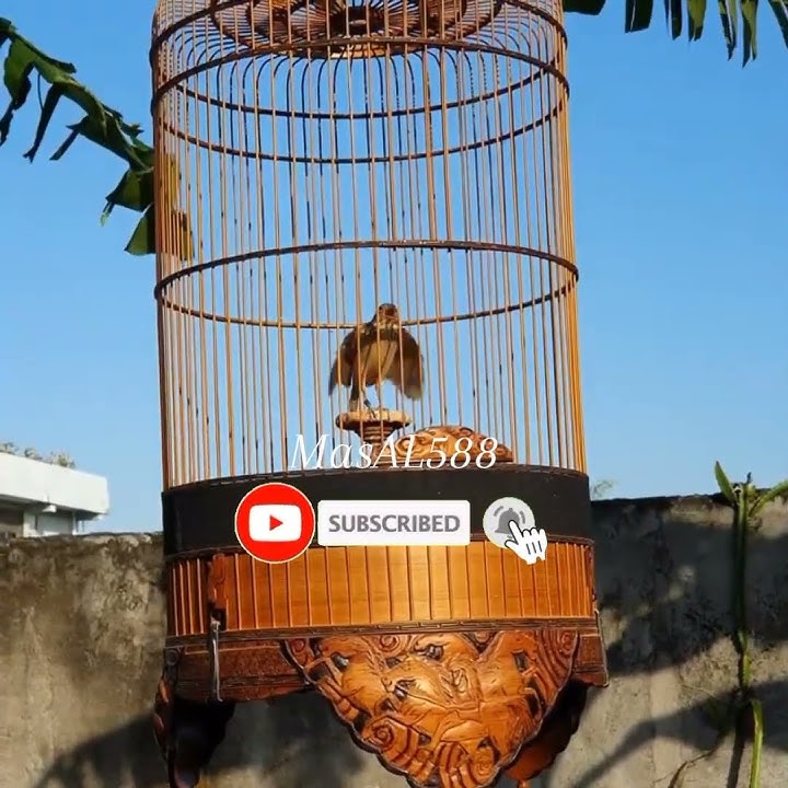 BRANJANGAN ISIAN CILILIN #kicaumania #masteranburung #burung #branjangangacor #cililin #shorts