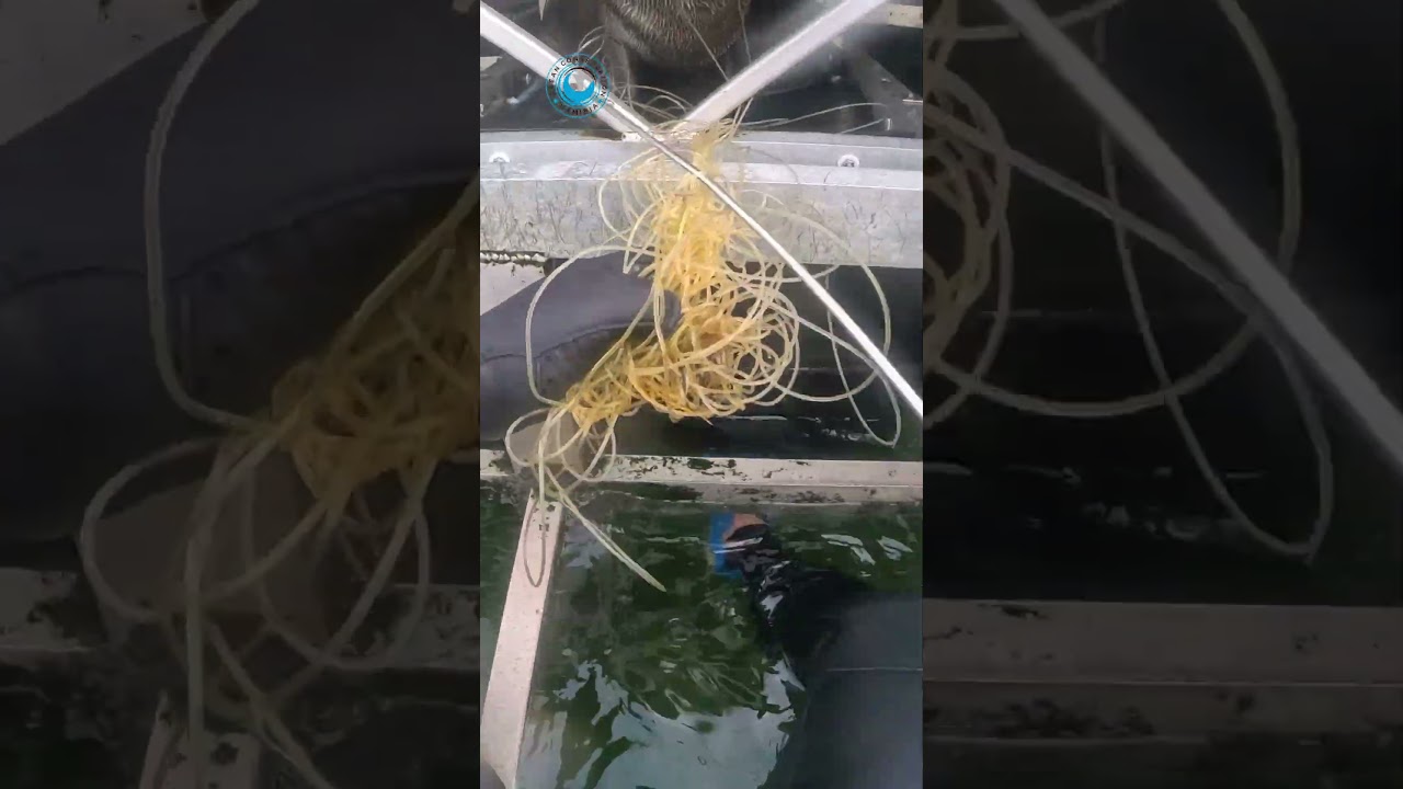 Baby Seal Saved From Fishing Line 