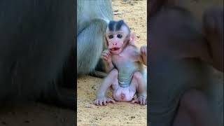 Baby Monkey Tries to Speak to Other Monkeys – Heart Melting Moment 🐒💖