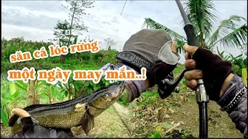 Săn cá lóc bìa rừng u minh || ngày cá lóc rừng ăn mạnh ||@duphanfishing69camau 