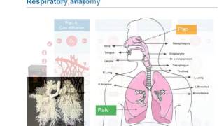 e-Learning: Lung ventilation, natural and mechanical