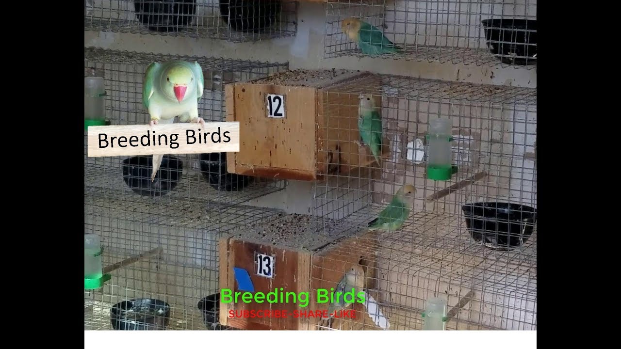 Lovebirds Breeding Room YouTube