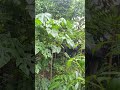ASMR RAIN RF #29