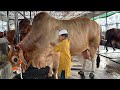 900kg shahiwal bull  alamgir ranch  exclusive 2022  the home of goru lovers