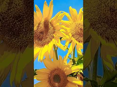 Sunflowers that turned