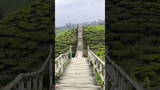 Tea Walk With Nak Buyung trending shorts viral kebunteh bandungbarat vacation liburan seru