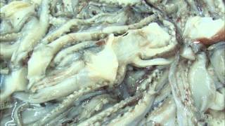 CHPL Seafood Holding - frozen giant squid process video
