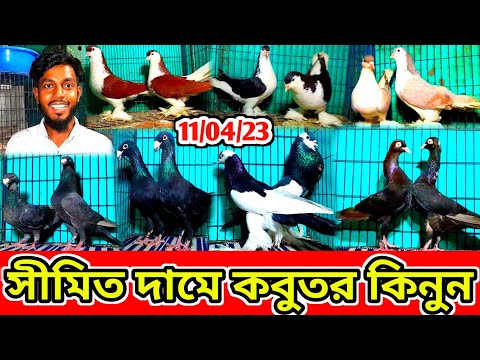 সীমিত দামে পৃথিবীর সেরা সব হাই কোয়ালিটি ফেন্সি কবুতর কিনুন | একেবারে কম দামে কবুতর বিক্রি হবে