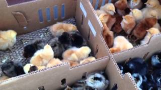 Full Bauernhof Kitsteiner: Episode 40 Update