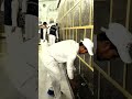 Jannat ki ticket #shorts #youtubeshorts #makkah #madina #naveediqbalchishti #foryou #viral