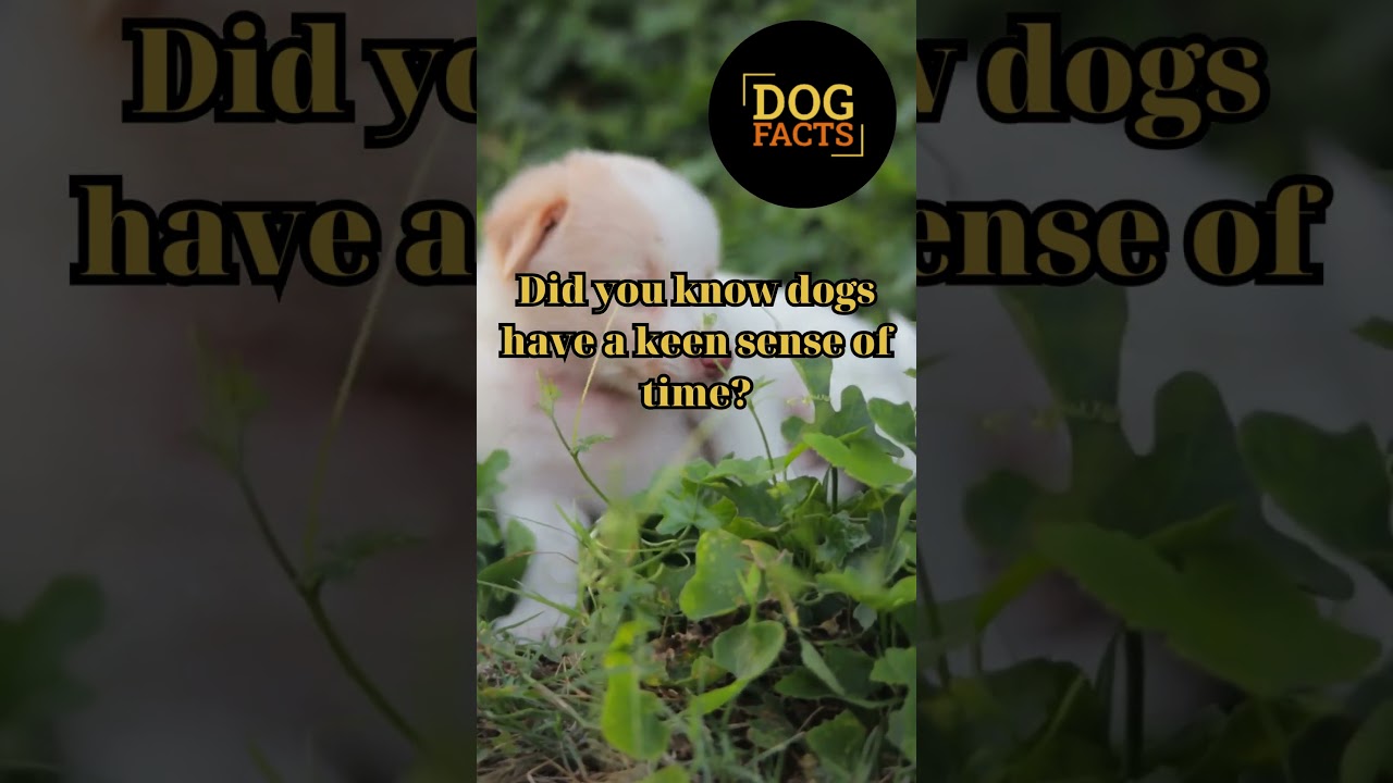 Did you know dogs have a keen sense of time ? - The DOG FACTS want to share you this video 