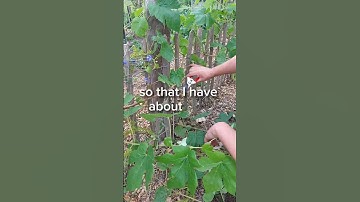how to prune grapes 🍇  #gardening #gardendiy