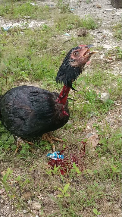 Salah Doa Ayam menolak mati...Masya Allah