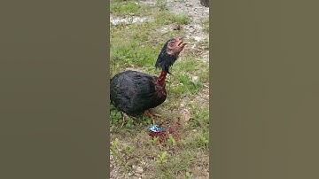 Thumbnail of Salah Doa Ayam menolak mati...Masya Allah