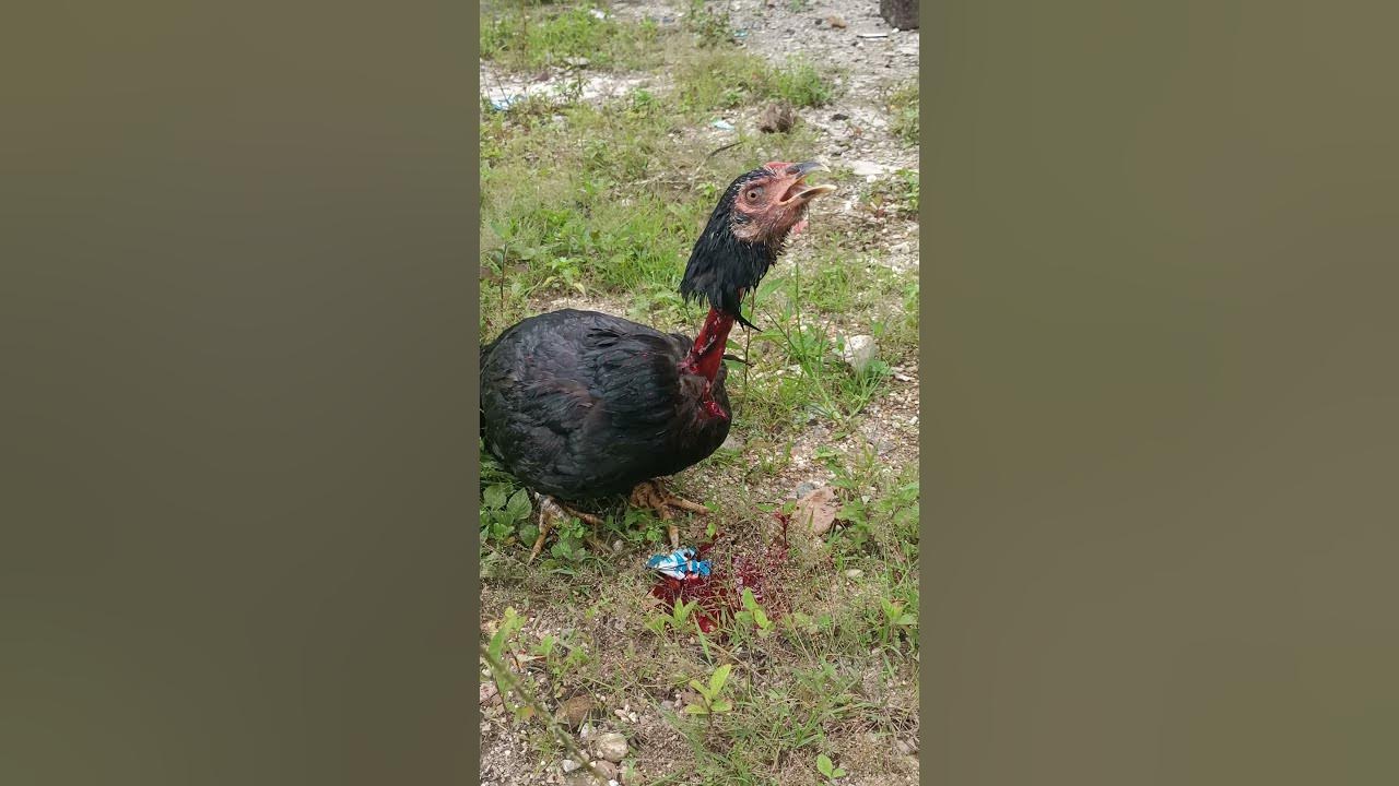 Salah Doa Ayam menolak mati...Masya Allah