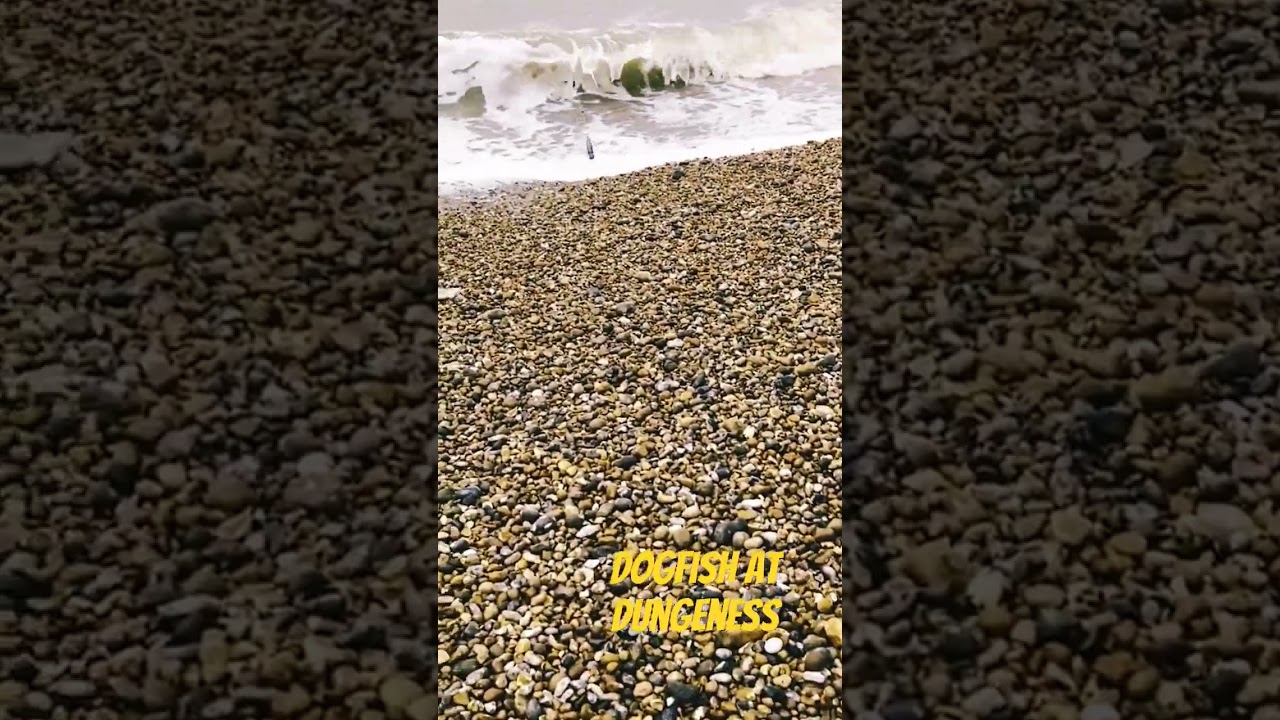 Dogfish Sea Fishing at Dungeness UK 