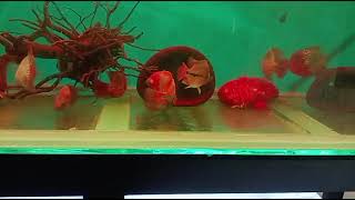 WHEN THE TANK BECOMES A BATTLEGROUND!🐟💣💣#FISH FIGHT 