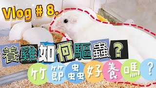 Vlog #8 . 你知道蘆丁雞是世界上最小的雞嗎? 竹節蟲需要怎樣的生長環境呢? 另外你知道德叔的寶貝植物是什麼種的嗎? #斑葉雞蛋花  #蘆丁雞 #竹節蟲 #矽藻土