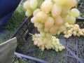 сбор урожая винограда плевен 24.08 2016г