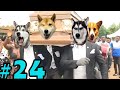 Gambar cover Coffin Dance Meme: Dog and Cat Meme Compilation 2021 #24