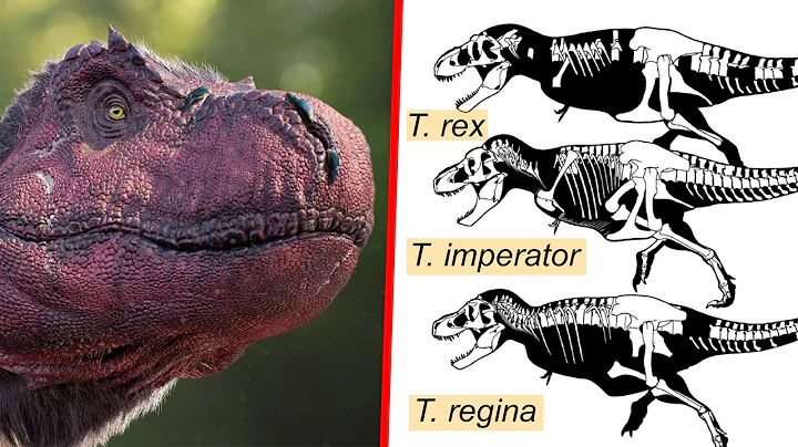 2 New Species of Tyrannosaurus Named - Meet T. imp...