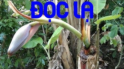 Cây chuối trổ bắp độc lạ