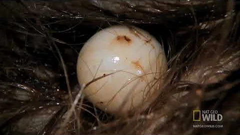 Ехидна (лат. Tachyglossidae)
