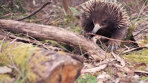 Ехидна (лат. Tachyglossidae)