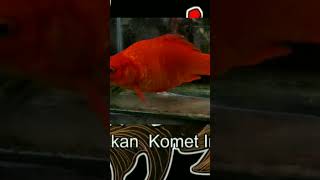 Ikan Komet Kelas Hibuna
