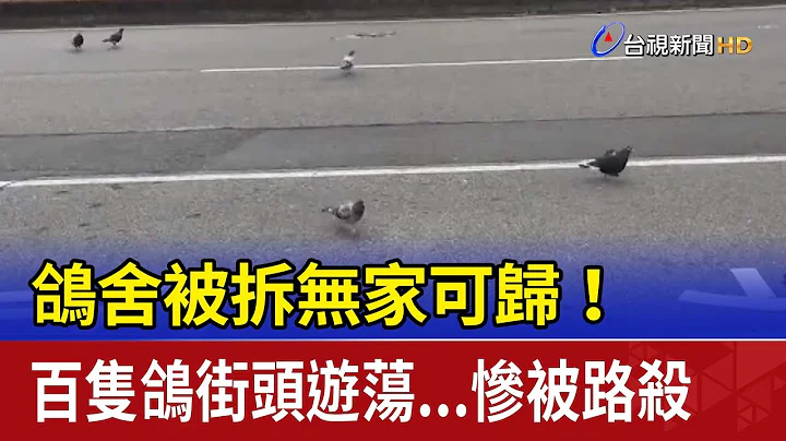 鴿舍被拆無家可歸！ 百隻鴿街頭遊蕩...慘被路殺 - 天天要聞