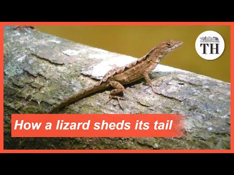 Video: About The Lizard And Its Tail