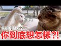 【好味小姐】你到底想怎樣？！屁孩的極致？？｜好味貓日常211