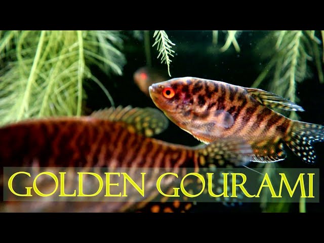 17+ Dragon Rainbow Betta Fish
