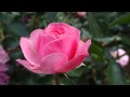 розы - цветы любви...  HD