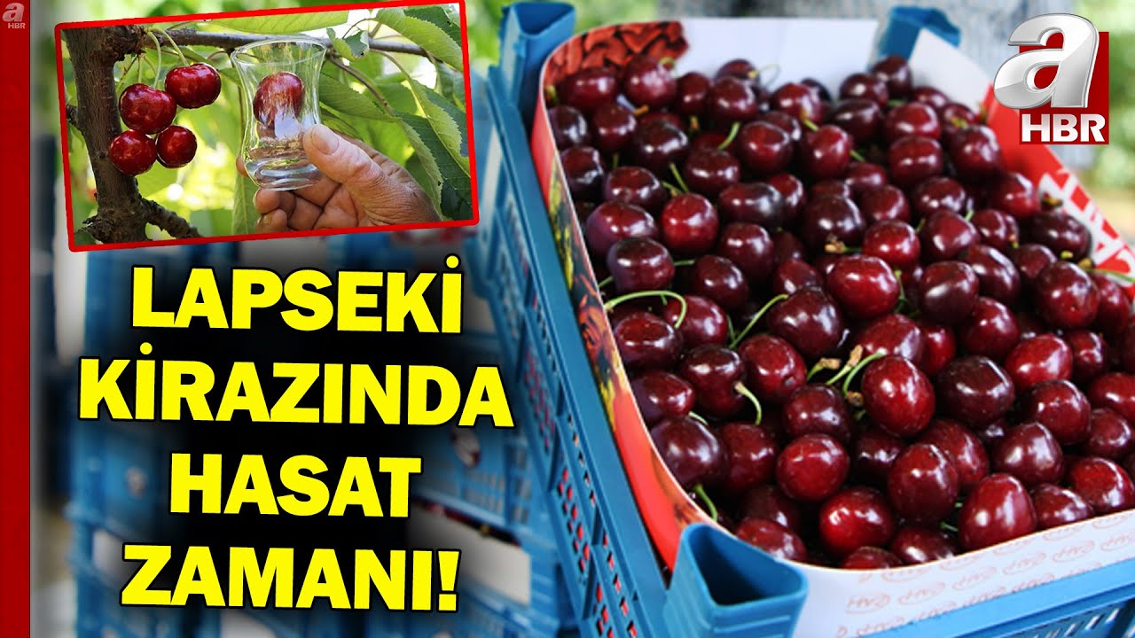 Lapseki kirazında hasat zamanı! Rekolte nasıl? | A Haber