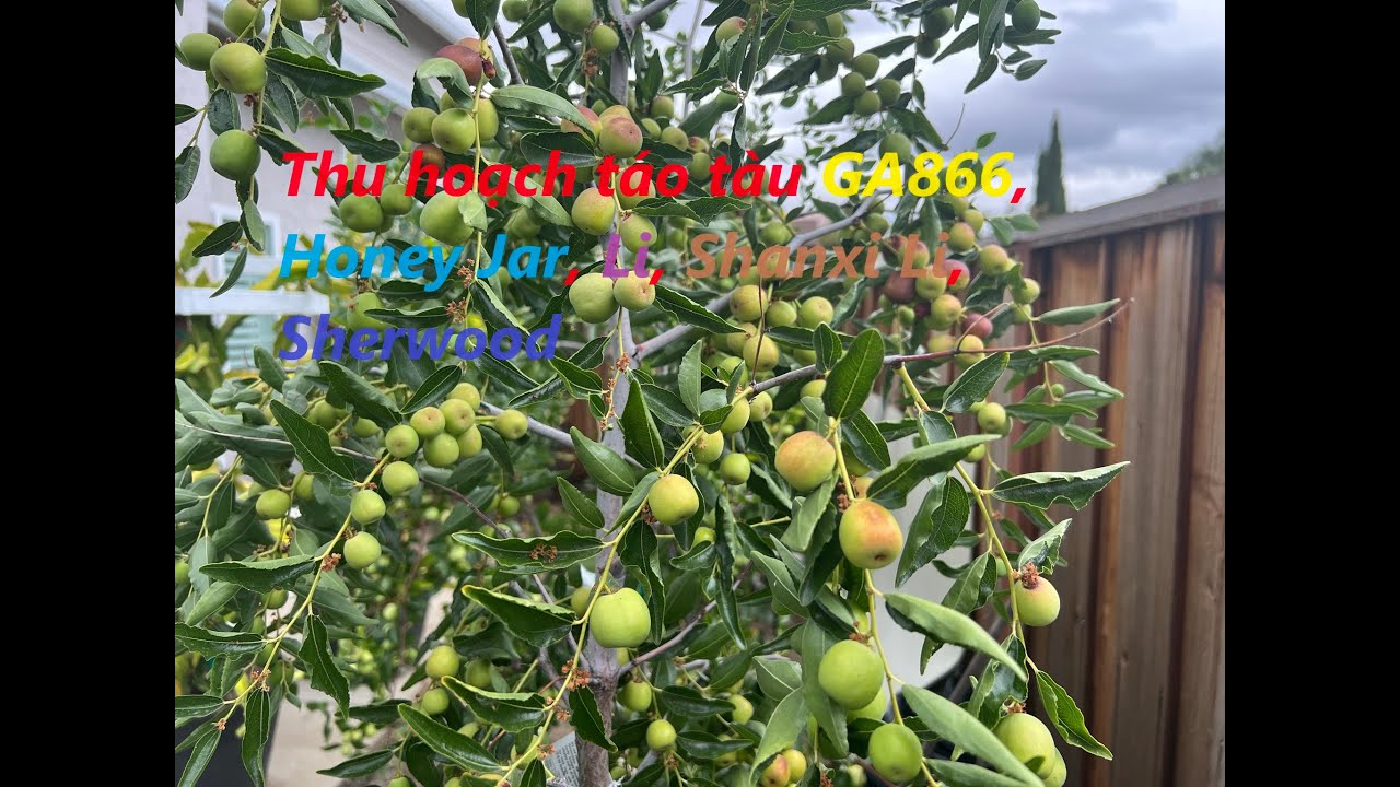 Thu hoạch táo tàu GA866, Honey Jar, Li, Shanxi Li, Sherwood; Harvest different kinds of Jujube.