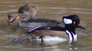 Hooded merganser duck eating crayfish / fish in water