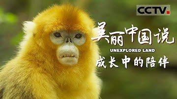【ENG】《美丽中国说》UNEXPLORED LAND EP4 震惊！“重女轻男”竟然是金丝猴家族的传统 它们都有着怎样奇妙有趣的野外生活？【CCTV纪录】