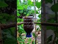 CLONING a Tree with a Plastic Bottle?! 🤯 The Infinite Plant Glitch! #gardening #hacks