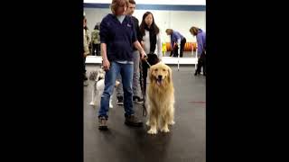 We have a barking good time in our agility classes!