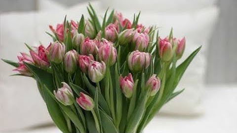 سورة البقرة(ص/٥)-المصحف المعلم مع الترديد-الشيخ محمد صديق المنشاوي رحمه الله تعالى- (مراجعة) ...