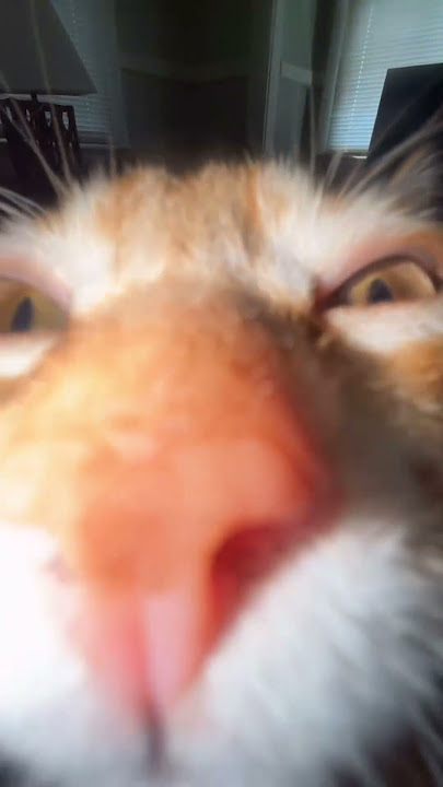 Download lagu Helicopter Cat Falls From Ceiling Fan