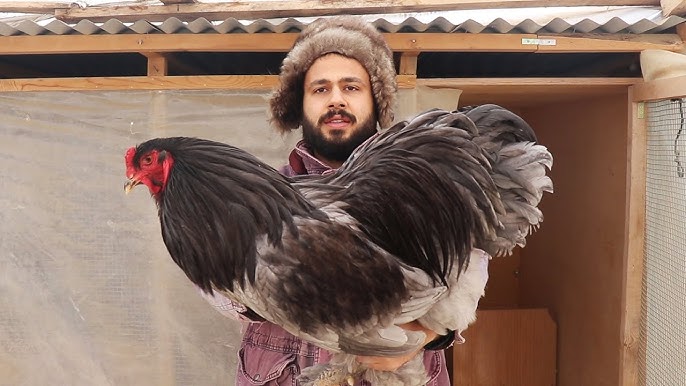 Opa-singillar porno VK Liv Boereening erotik fotosuratlari